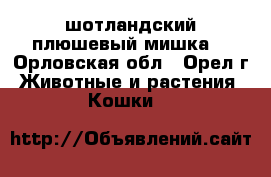 шотландский плюшевый мишка  - Орловская обл., Орел г. Животные и растения » Кошки   